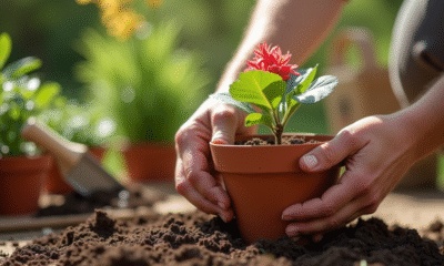 Mains plantant un oleander dans un pot en terre cuite en plein jour